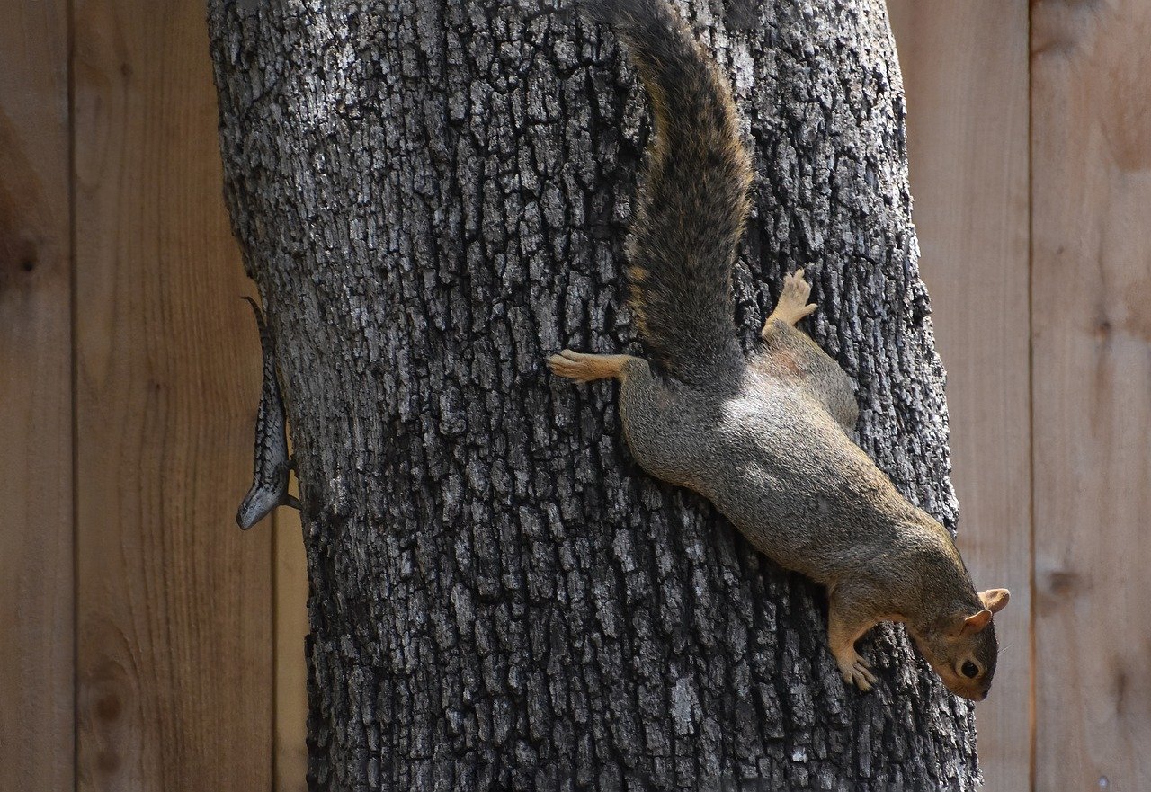 How to Create a DIY Wildlife Refuge in Your Backyard